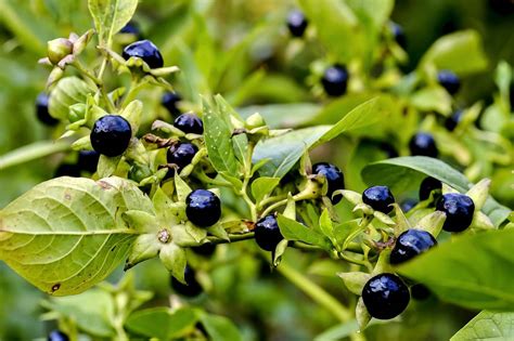 The Lesser-Known Uses of Purple Nightshade in Witchcraft